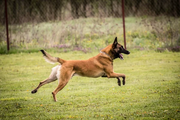 Çalışan beligian malinois