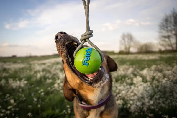 köpek oyuncak