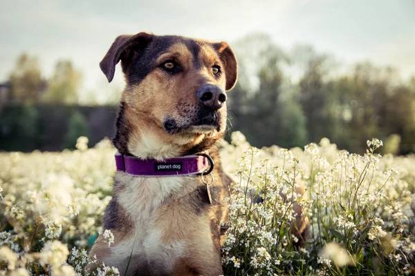 Bahar köpek portre