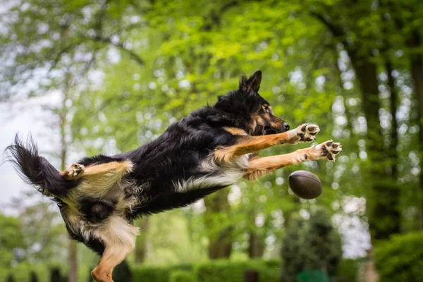 Salto perro con bola —  Fotos de Stock