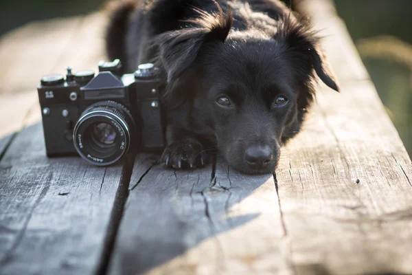Fotoğrafçı - köpek fotoğraf makinesi ile köpek