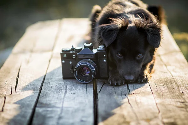 Fotoğrafçı - köpek fotoğraf makinesi ile köpek — Stok fotoğraf