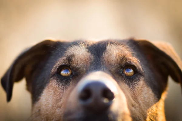Kutya szeme — Stock Fotó