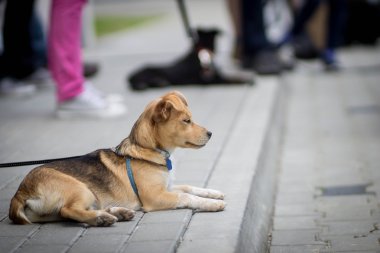 Şehirde küçük köpekler