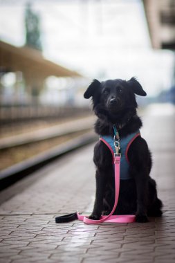 köpek seyahat