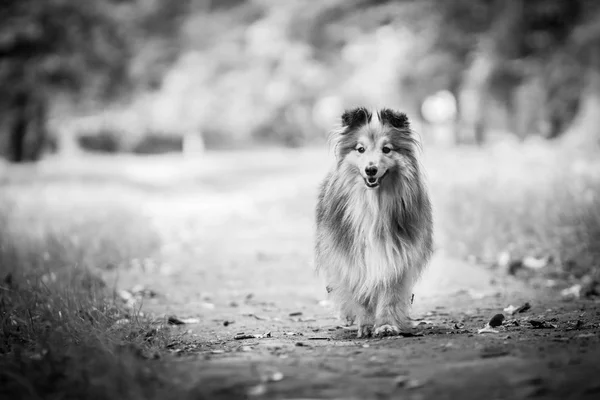 Perro en blanco y negro — Foto de Stock