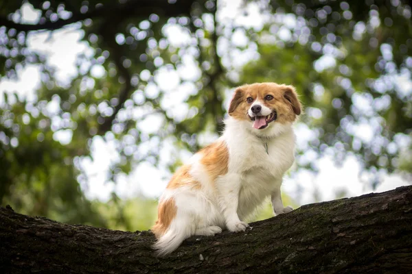 köpek ağaç üzerinde