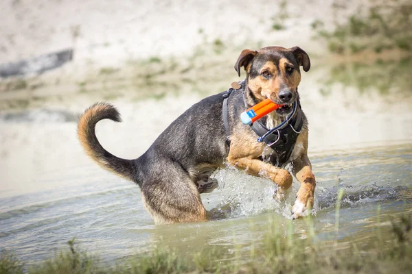 Suda oynayan köpek — Stok fotoğraf