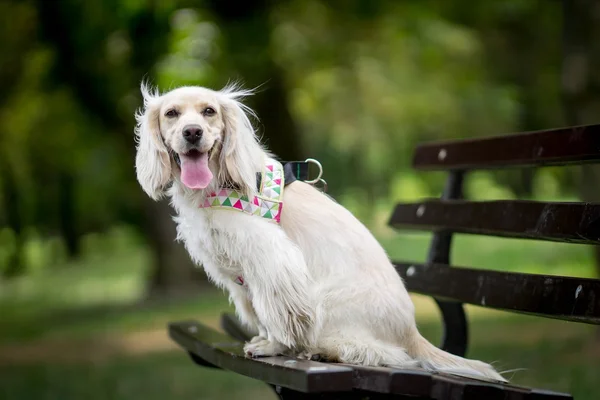 Köpek Parkı
