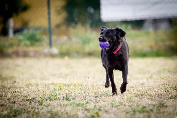 Perro con pelota —  Fotos de Stock