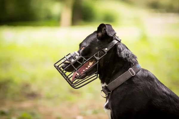 Собака с мордой — стоковое фото