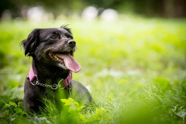 köpek portre