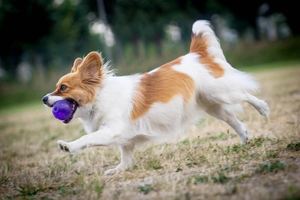 Perro con pelota — Foto de Stock