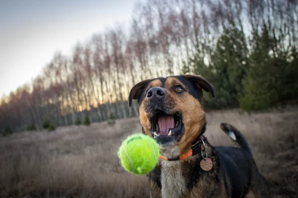 Köpek topu ile — Stok fotoğraf