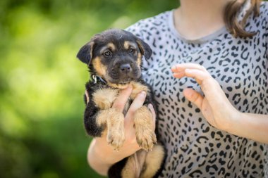 sevimli köpek portre