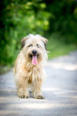 Pyrenean çoban (owczarek pirenejski)