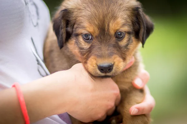 Weinig schattige puppy (szczeniak) — Stockfoto