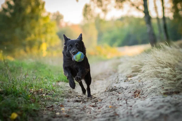 Perro con pelota — Foto de Stock