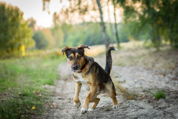 Perro paseando, perro corriendo —  Fotos de Stock