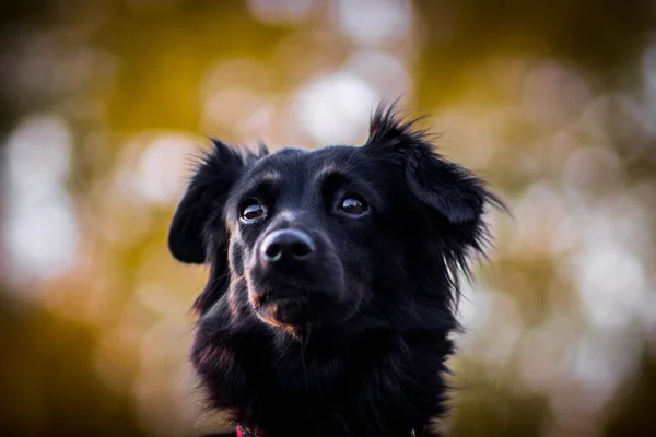 Портрет чёрной собаки — стоковое фото