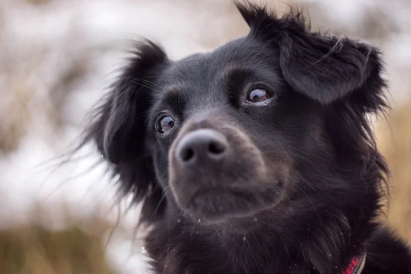 Portrét malého černého psa — Stock fotografie