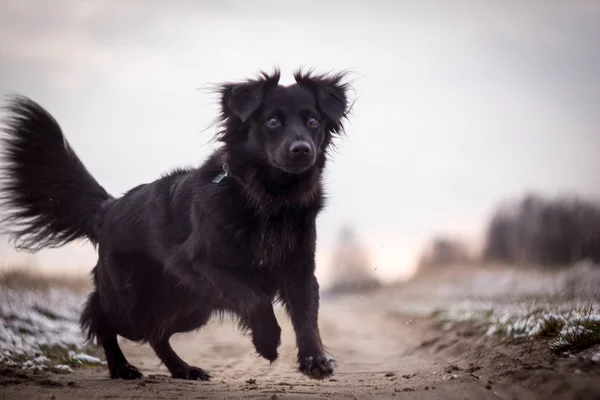 Piccolo cane nero — Foto Stock