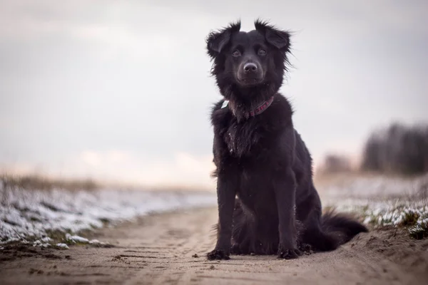 Pequeño retrato de perro negro —  Fotos de Stock