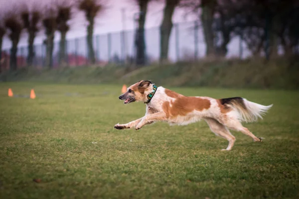 Perro de correr, activo — Foto de Stock
