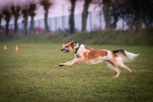 Çalışan köpek, etkin