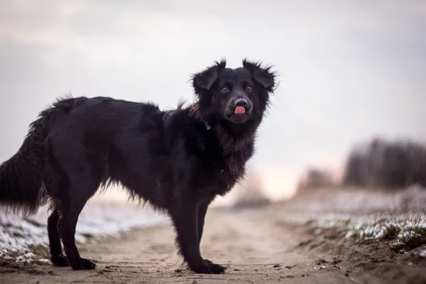 Dil ile siyah köpek