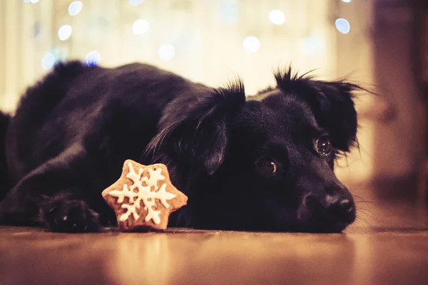 Chrismas köpek tanımlama bilgisi ile