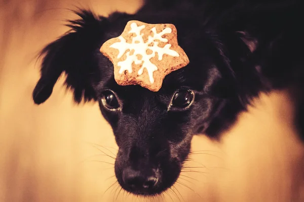 Chrismas köpek tanımlama bilgisi ile