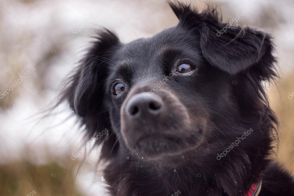 Porträt eines kleinen schwarzen Hundes — Stockfoto © AdrianaJaworska