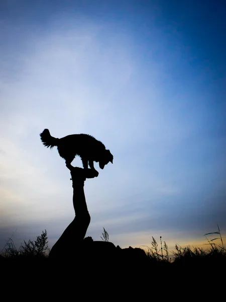 Siluet, köpek ile insan