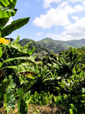 Ormandan bir kasaba ve dağlar görünüyor.