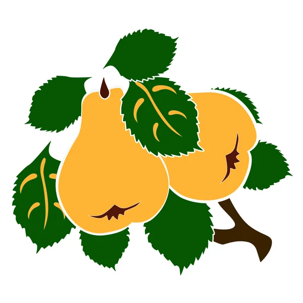 armut ve yaprakları ile şube