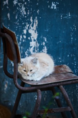Bir sandalyede oturan güzel bej yavru kedi