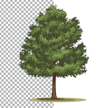 Pinyon çam ağacı. İzole vektör ağaç beyaz arka plan üzerinde.