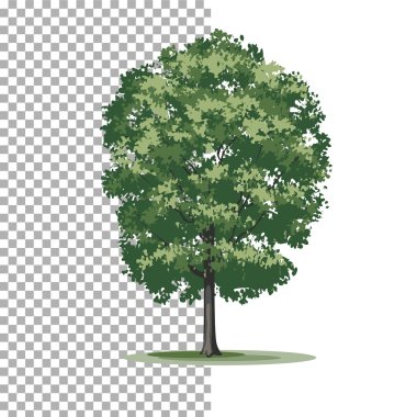 Doğu Cottonwood ağaç. Ağaç izole vektör çizim