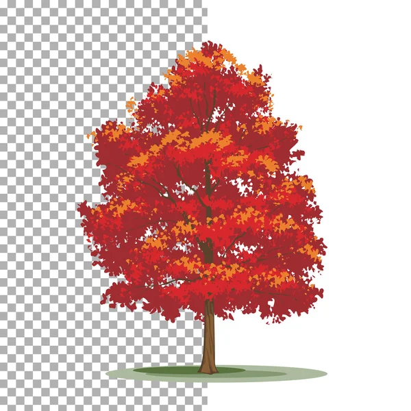 Röd lönn träd. Isolerade vektor träd på vit bakgrund. — Stock vektor