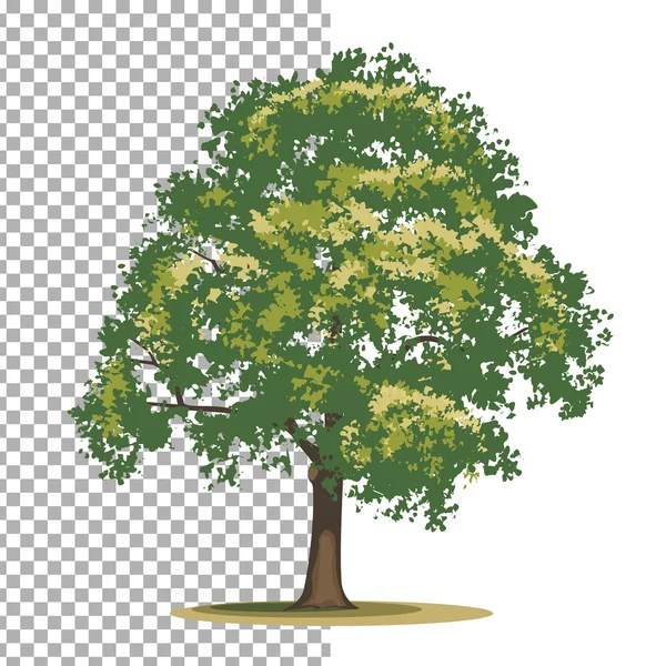 Árbol de tulipán. Árbol vectorial aislado sobre fondo blanco . — Vector de stock