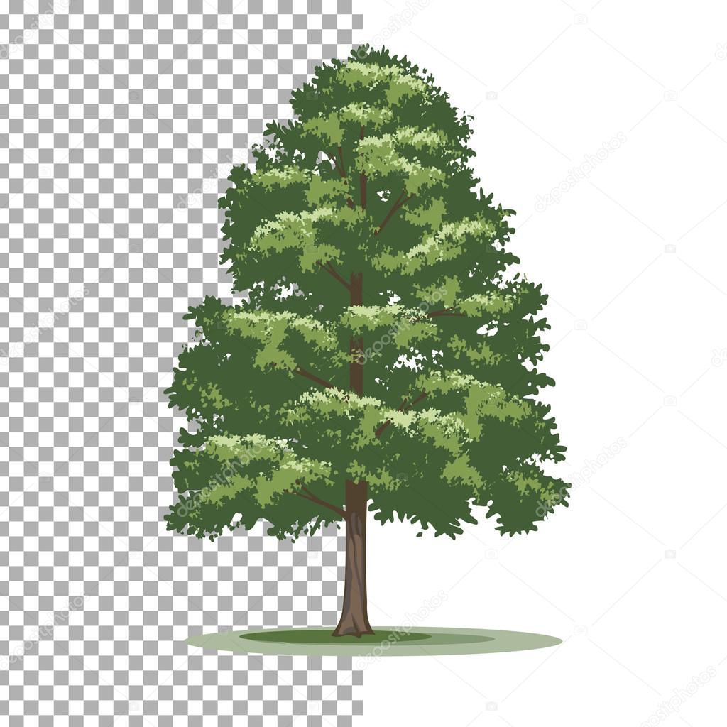 American holly tree. Isolated vector tree on white background.