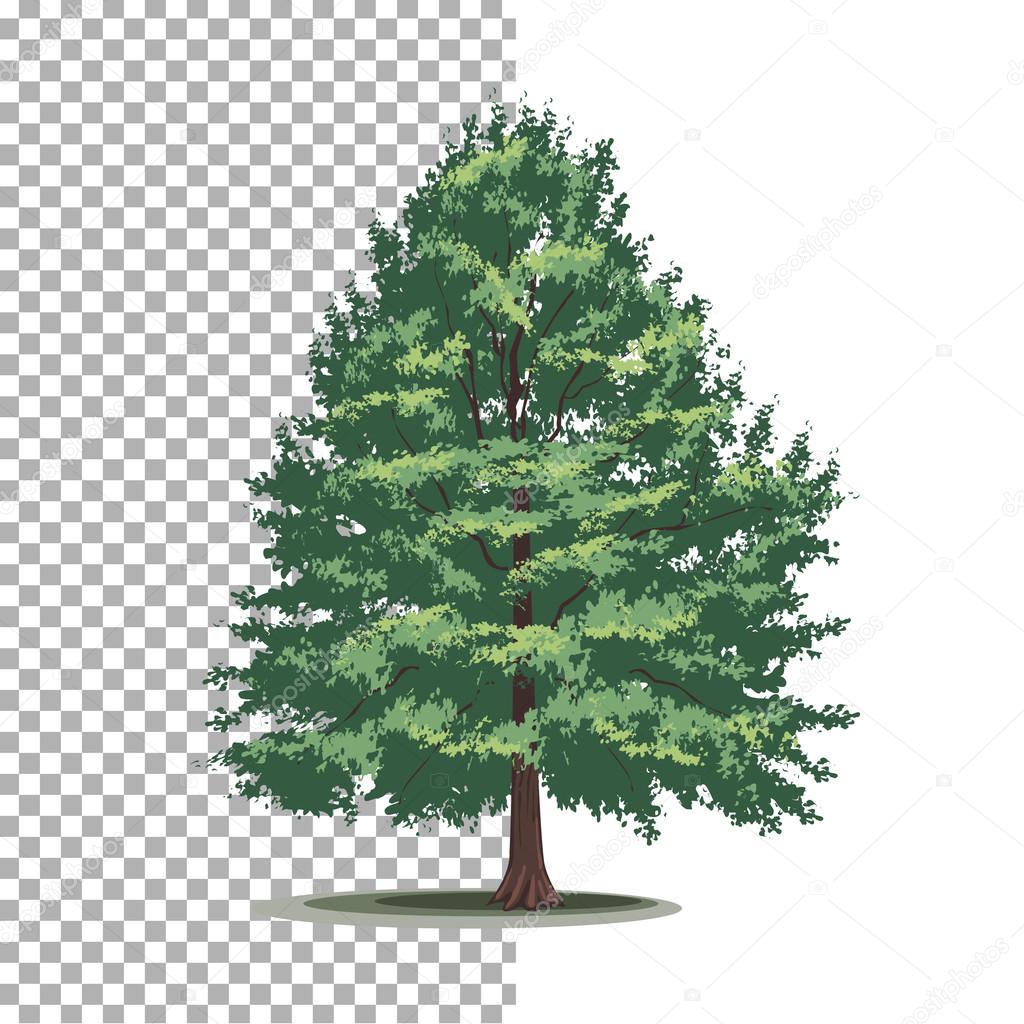 Bald-cypress tree. Isolated vector tree on white background.