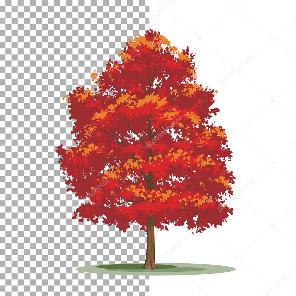 Red maple tree. Isolated vector tree on white background.