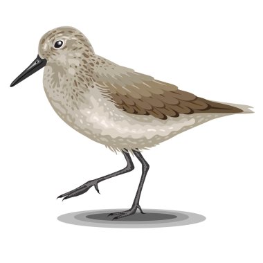 Sandpiper bird isolated on a white background. Realistic illustration. clipart