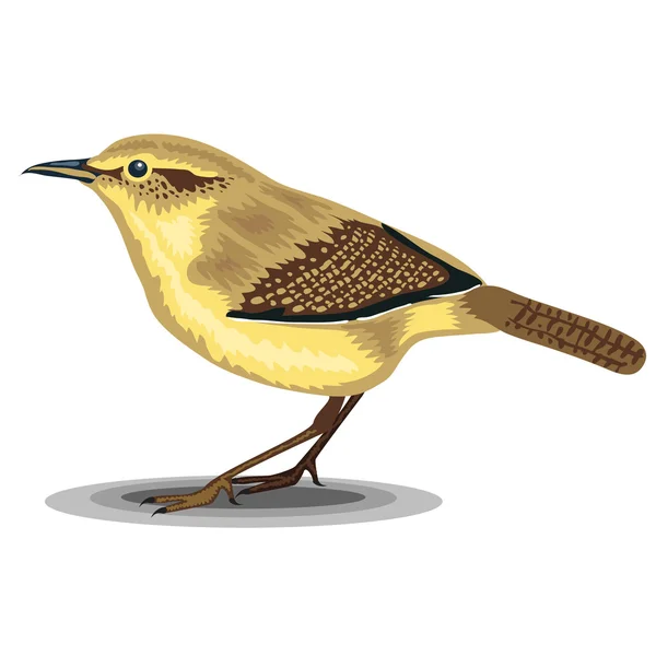 Uccello scricciolo isolato su sfondo bianco. Illustrazione realistica . — Vettoriale Stock
