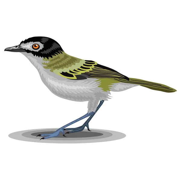 Uccello vireo isolato su sfondo bianco. Illustrazione realistica . — Vettoriale Stock