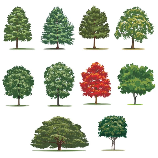 Árboles realistas empacan. Árboles vectoriales aislados sobre fondo blanco . — Archivo Imágenes Vectoriales