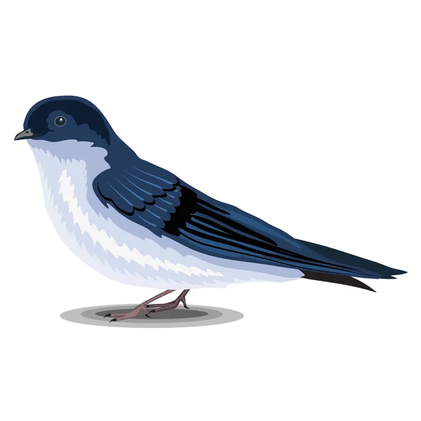 Uccello rondine isolato su uno sfondo bianco. Illustrazione realistica . — Vettoriale Stock