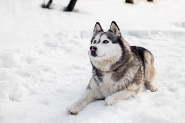 Karda huski yatıyor